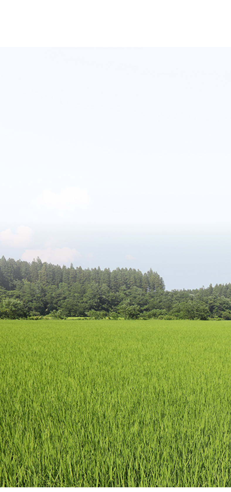 広大な田んぼの風景