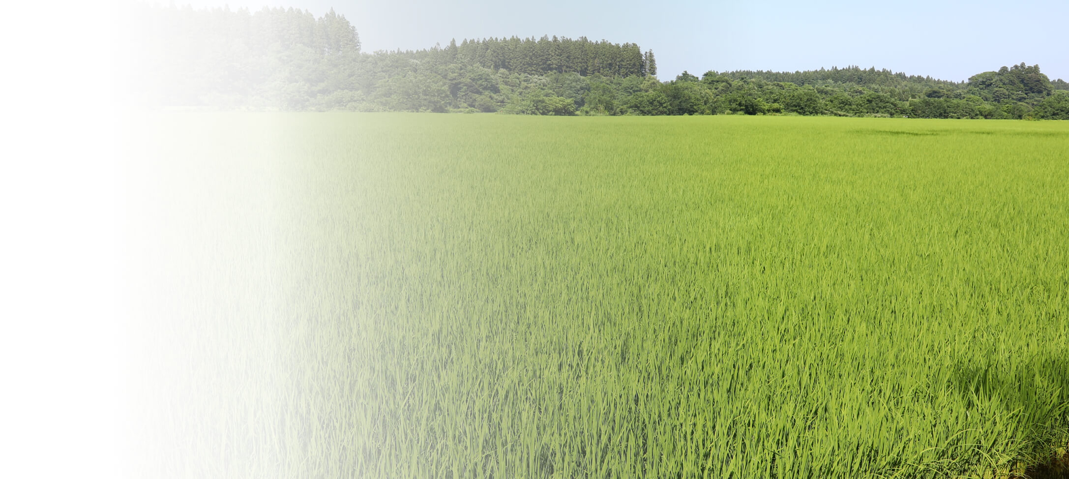 広大な田んぼの風景